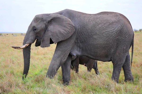 Majestosos Elefantes Parque Nacional Masai Mara Quênia — Fotografia de Stock