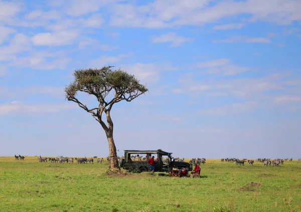 Сафари Национальном Парке Масаи Мара Кении — стоковое фото