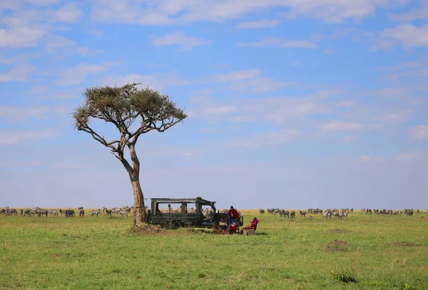 Safari Parku Narodowym Masai Mara Kenii — Zdjęcie stockowe