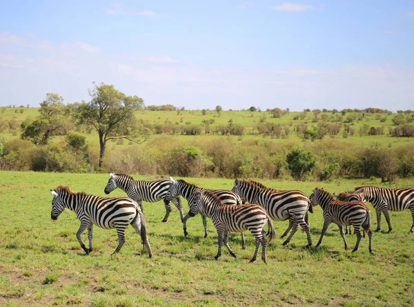 Rebanho Zebras Parque Nacional Masai Mara Quênia — Fotografia de Stock
