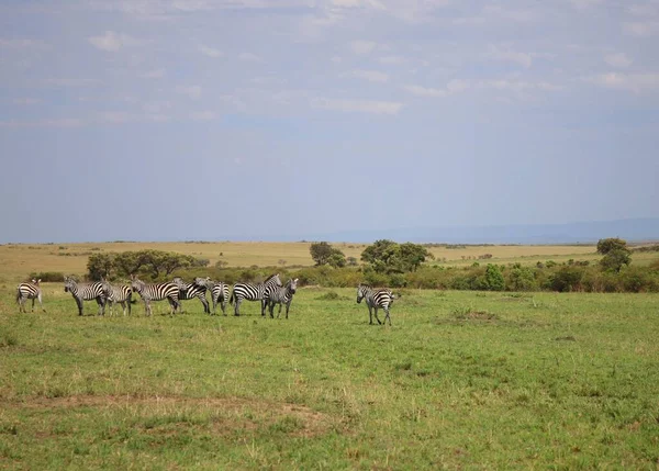 Herd Van Zebra Het Nationale Park Masai Mara Kenia — Stockfoto