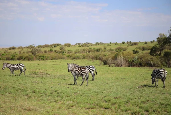 Rebanho Zebras Parque Nacional Masai Mara Quênia — Fotografia de Stock