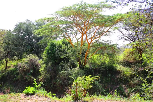 Drzewa Akacjowe Parku Narodowym Masai Mara Kenii — Zdjęcie stockowe