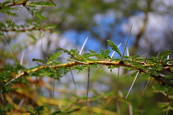 Thorny Bush Acacia Masai Mara Kenya — Stock Photo, Image