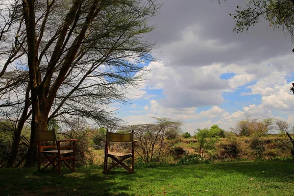 Растения Национального Парка Масаи Мара Кении — стоковое фото