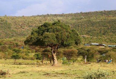 Kenya 'daki Masai Mara ovaları.