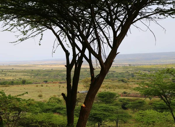 Деревья Акации Национальном Парке Масаи Мара Кении — стоковое фото