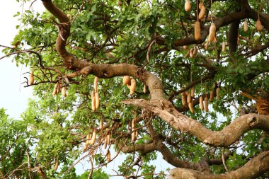 Masai Mara 'da büyük bir ağaç