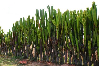 Kenya 'daki Masai Mara bozkırında yeşil kaktüs.