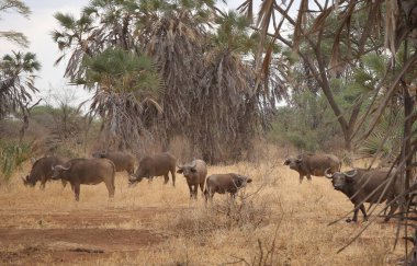 Kenya 'daki Tsavo West Ulusal Parkı' nda bufalo sürüsü.