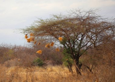 Tsavo Batı Ulusal Parkı 'ndaki savananın bitkileri