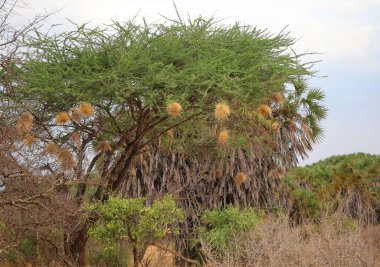 Tsavo Batı Ulusal Parkı 'ndaki savananın bitkileri