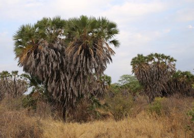 Tsavo Batı Ulusal Parkı 'ndaki savananın bitkileri