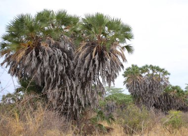 Tsavo Batı Ulusal Parkı 'ndaki savananın bitkileri