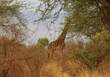 Kenya 'daki Tsavo Batı Ulusal Parkı' nda uzun zürafa