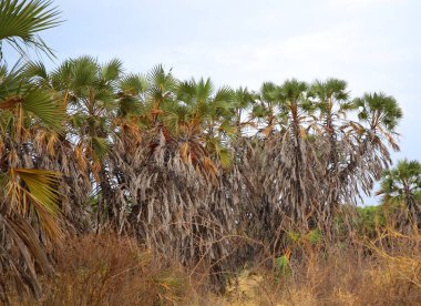 Tsavo Batı Ulusal Parkı 'ndaki savananın bitkileri
