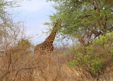 Kenya 'daki Tsavo Batı Ulusal Parkı' nda Hayvanlar