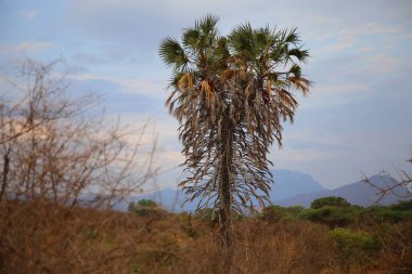 Tsavo Batı Ulusal Parkı 'ndaki savananın bitkileri