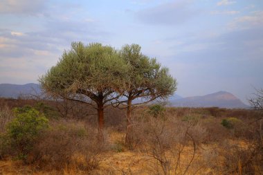 Tsavo Batı Ulusal Parkı 'ndaki savananın bitkileri