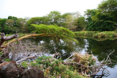 Kenya 'daki Tsavo West Ulusal Parkı' ndaki Mzima Springs 'in yeşil vahası.