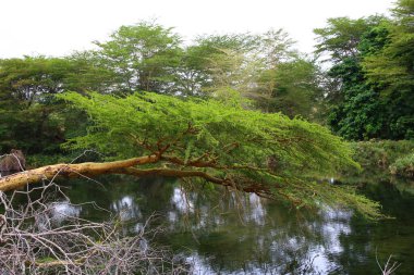 Kenya 'daki Tsavo West Ulusal Parkı' ndaki Mzima Springs 'in yeşil vahası.