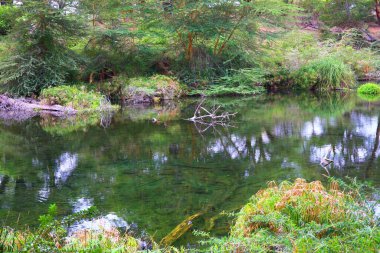 Kenya 'daki Tsavo West Ulusal Parkı' ndaki Mzima Springs 'in yeşil vahası.