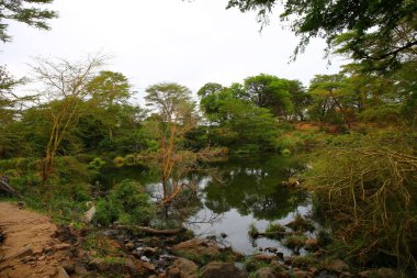 Kenya 'daki Tsavo West Ulusal Parkı' ndaki Mzima Springs 'in yeşil vahası.