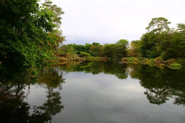 Kenya 'daki Tsavo West Ulusal Parkı' ndaki Mzima Springs 'in yeşil vahası.
