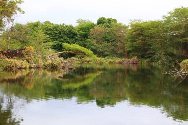 Kenya 'daki Tsavo West Ulusal Parkı' ndaki Mzima Springs 'in yeşil vahası.
