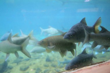 Mzima Springs 'teki balık, Kenya' daki Tsavo West Ulusal Parkı 'ndaki tatlı su gölü.