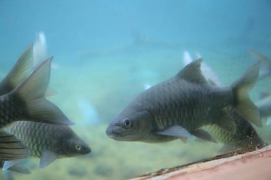Mzima Springs 'teki balık, Kenya' daki Tsavo West Ulusal Parkı 'ndaki tatlı su gölü.