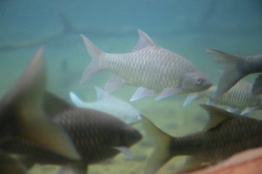 Mzima Springs 'teki balık, Kenya' daki Tsavo West Ulusal Parkı 'ndaki tatlı su gölü.