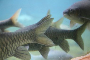 Mzima Springs 'teki balık, Kenya' daki Tsavo West Ulusal Parkı 'ndaki tatlı su gölü.