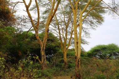Kenya 'daki Tsavo West Ulusal Parkı' ndaki güzel Mzima Springs.