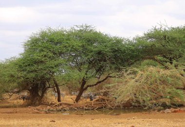 Afrika 'nın savanasındaki su birikintisinden su içen hayvanlar.
