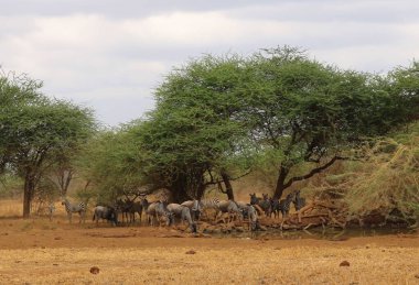 Afrika 'nın savanasındaki su birikintisinden su içen hayvanlar.