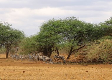 Afrika 'nın savanasındaki su birikintisinden su içen hayvanlar.