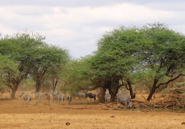 Afrika 'nın savanasındaki su birikintisinden su içen hayvanlar.