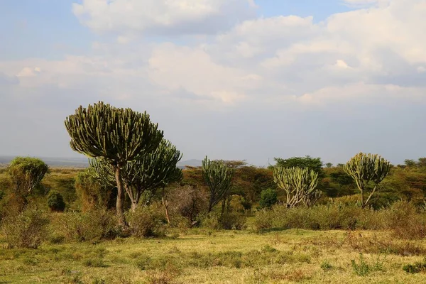 Las Llanuras Masai Mara Kenia —  Fotos de Stock
