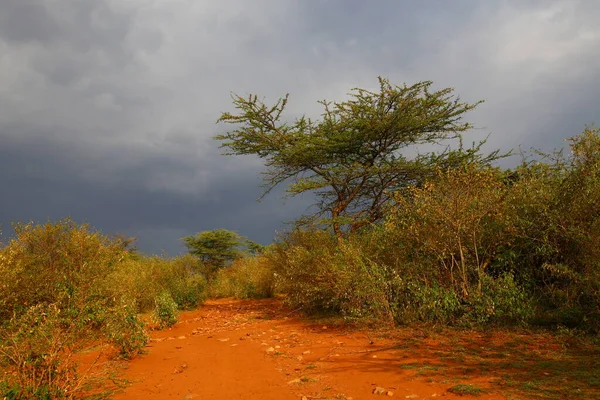 Равнины Масаи Мара Кении — стоковое фото