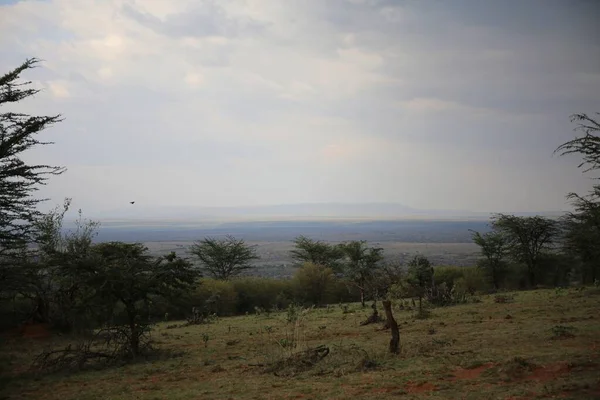 Slätterna Masai Mara Kenya — Stockfoto