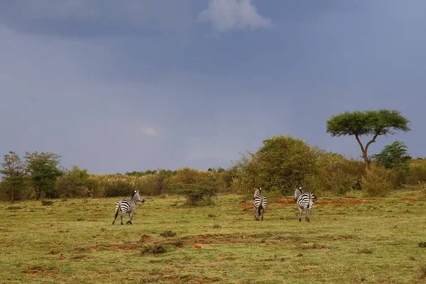 Зебры Национальном Парке Масаи Мара Кении — стоковое фото