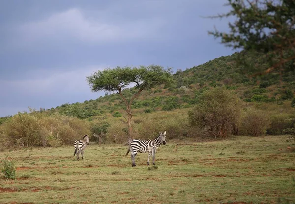 Zèbres Dans Parc National Masai Mara Kenya — Photo