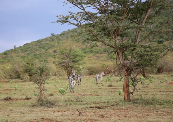 ケニアのマサイ マラ国立公園のゼブラス — ストック写真