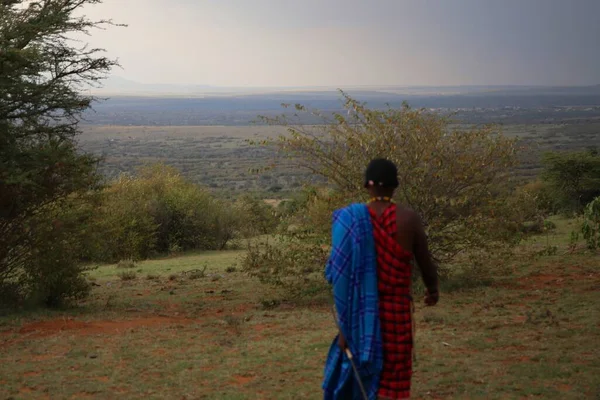 Safári Ambulante Com Guia Masai Mara — Fotografia de Stock