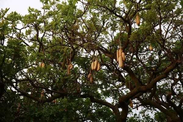 Огромное Дерево Масаи Мара — стоковое фото