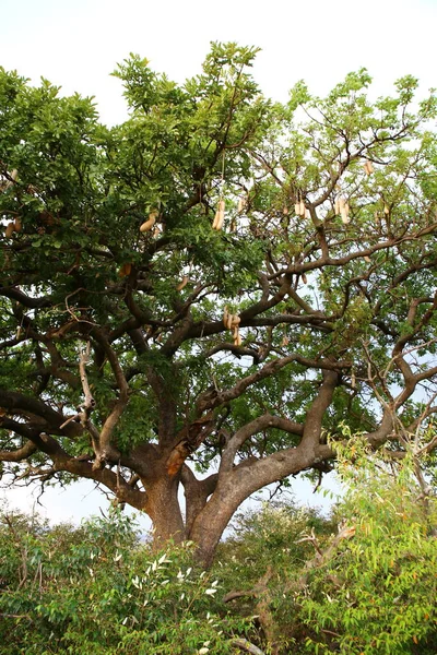 Masai Mara Büyük Bir Ağaç — Stok fotoğraf