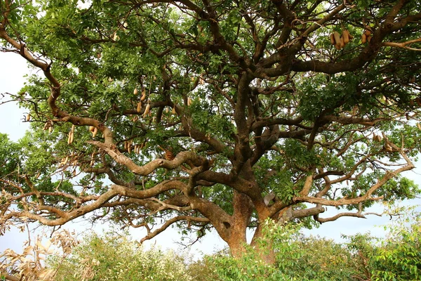 Huge Tree Masai Mara — Stock Photo, Image