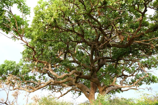 Огромное Дерево Масаи Мара — стоковое фото