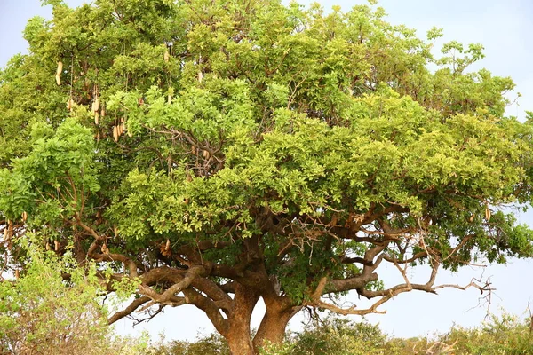 Huge Tree Masai Mara — Stock Photo, Image